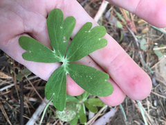 Delphinium gracilentum