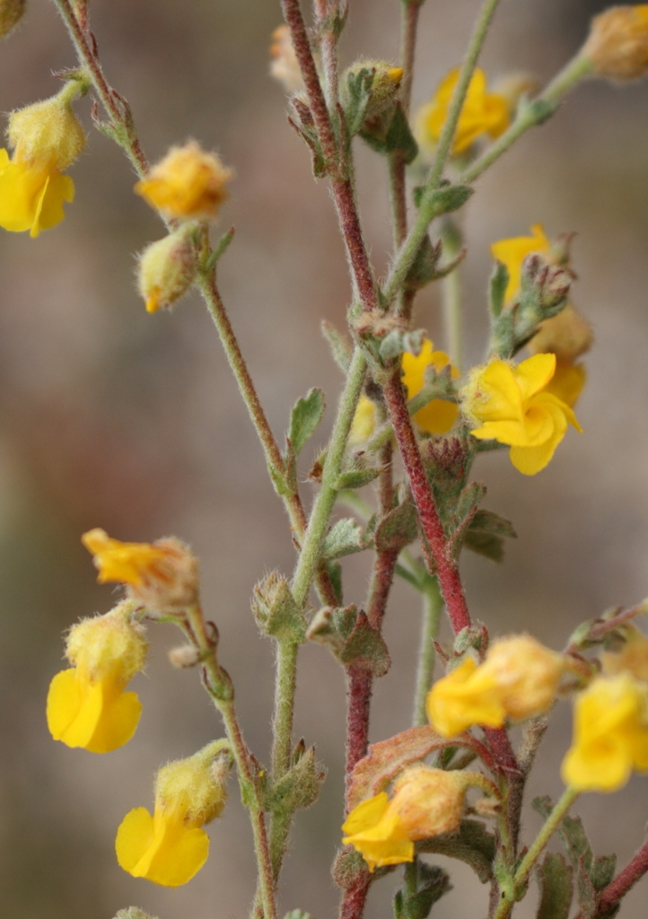 Hermannia stipulacea