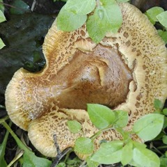 Paxillus rubicundulus
