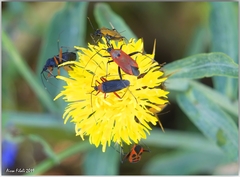 Calocoris nemoralis