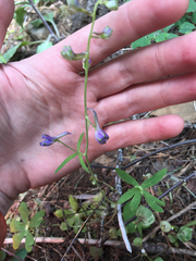 Delphinium gracilentum