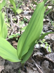 Convallaria majalis