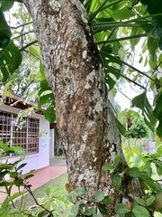 Posoqueria latifolia