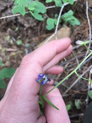 Delphinium gracilentum
