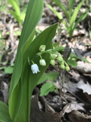 Convallaria majalis