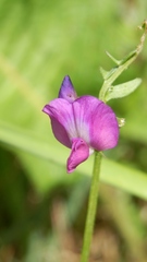 Lathyrus sylvestris