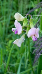 Lathyrus sylvestris