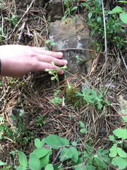 Delphinium gracilentum