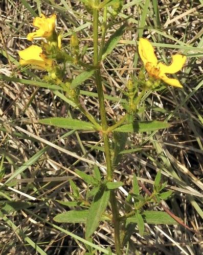 Image of Rhexia lutea by (c) Laura Gaudette, some rights reserved (CC BY)