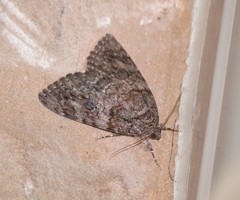 Catocala umbrosa