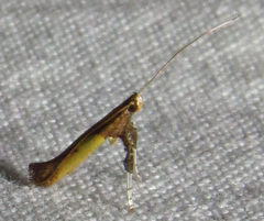 Caloptilia azaleella