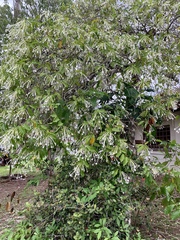 Posoqueria latifolia