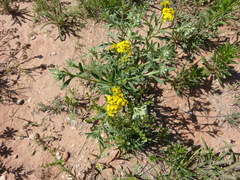 Psilostrophe gnaphalodes