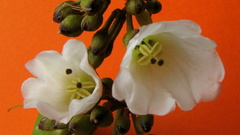 Bonamia agrostopolis