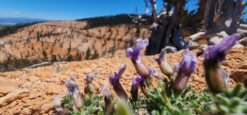 Oxytropis oreophila var. jonesii