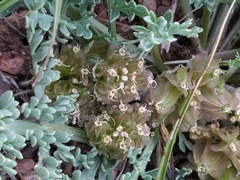 Vesper bulbosus