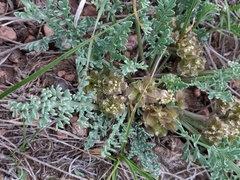 Vesper bulbosus