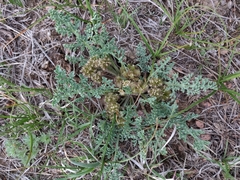 Vesper bulbosus