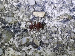Trachymyrmex
