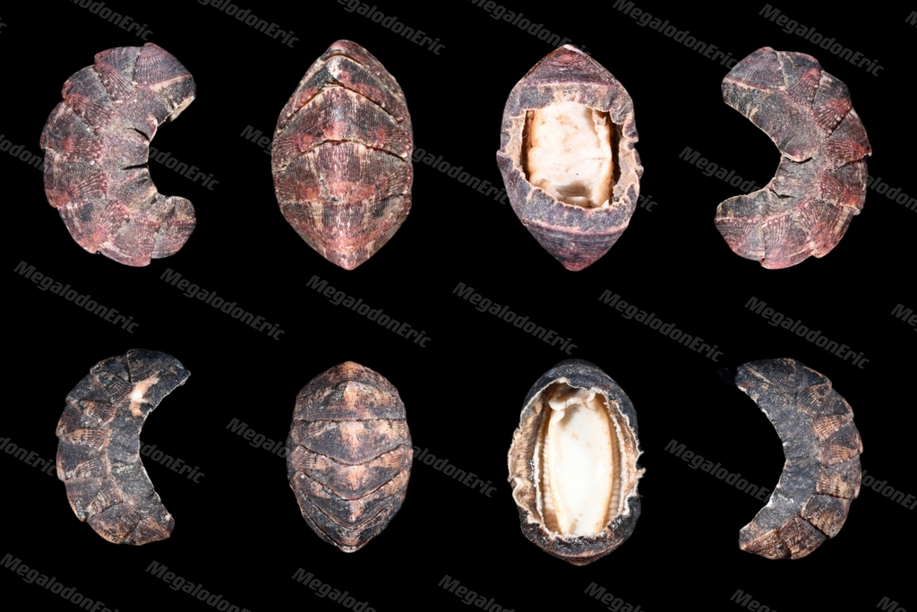 Lepidozona nipponica