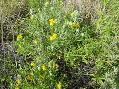 Psilostrophe gnaphalodes