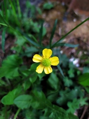 Ranunculus auricomus