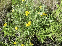 Psilostrophe gnaphalodes