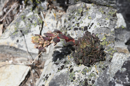 Sedum paradisum
