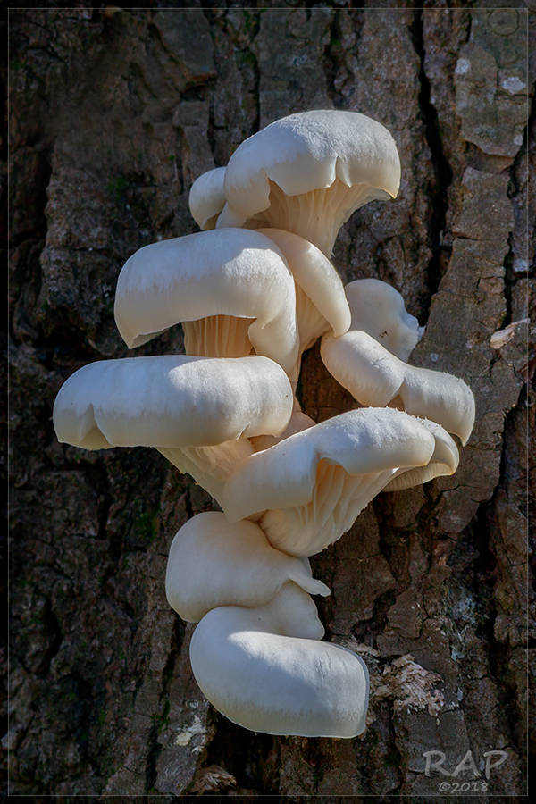 Pleurotus albidus · August 2018 · photo: © r-a-p (iNaturalist, cc-by)