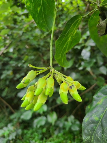 Mucuna gigantea observed 2024-06-04