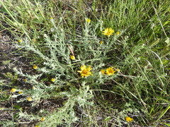Xanthisma spinulosum pinnatifida