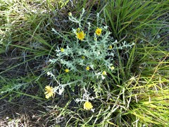 Xanthisma spinulosum pinnatifida