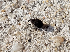 Odontopus calceatus