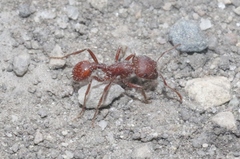 Pogonomyrmex subdentatus
