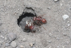 Pogonomyrmex subdentatus
