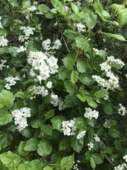 Crataegus rivularis