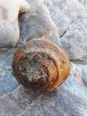 Titanostrombus galeatus