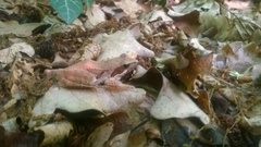 Rana latastei