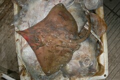 Acutenose Skate photo 1