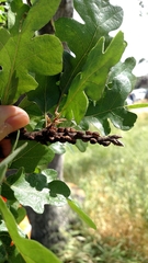 Disholcaspis mellifica