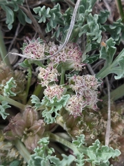 Vesper montanus