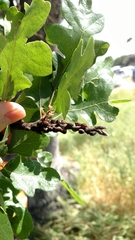 Disholcaspis mellifica