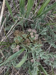 Vesper montanus