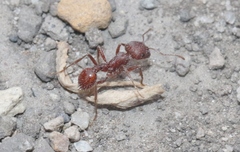 Pogonomyrmex subdentatus