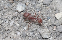 Pogonomyrmex subdentatus