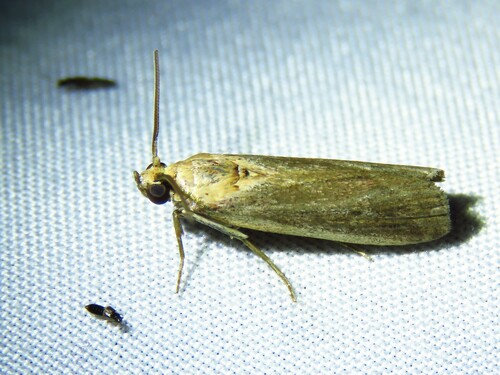 Stylopalpia scobiella