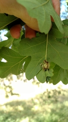 Neuroterus washingtonensis