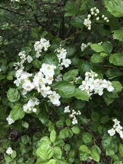 Crataegus rivularis