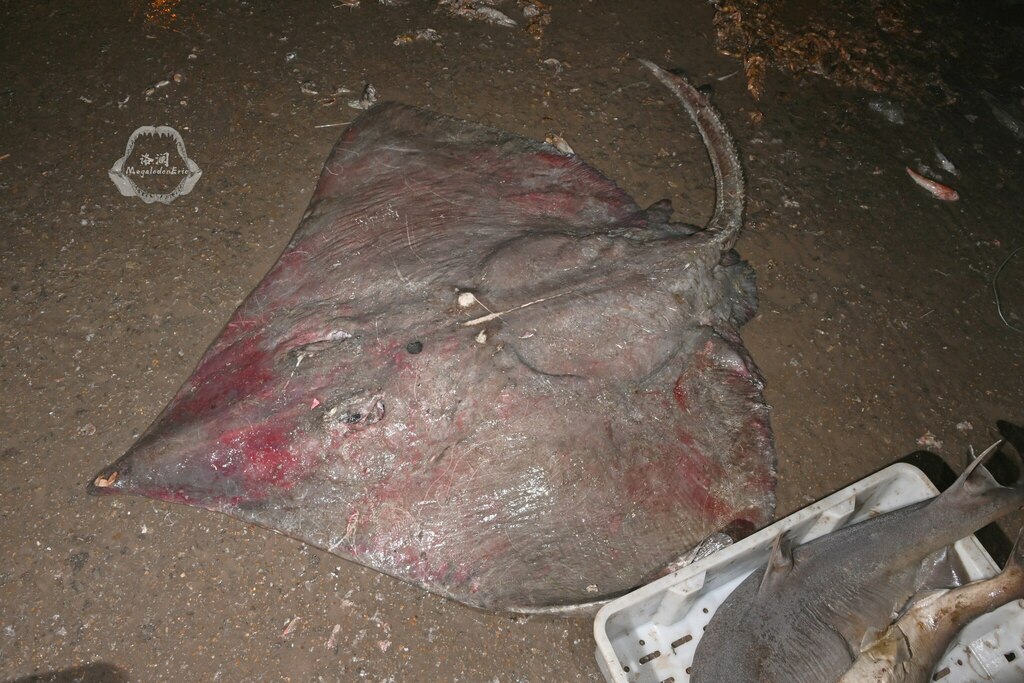 Bigtail Skate