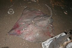 Bigtail Skate photo 1